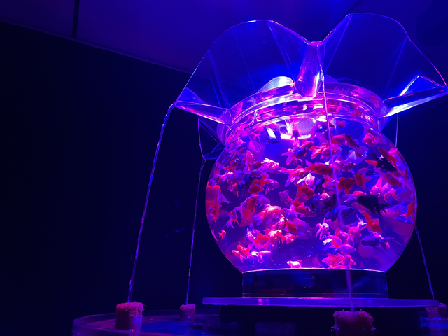 アートアクアリウム展～金沢・金魚の密～ に行ってきました。時間をしっかり選ぶと意外とすいている感じ。